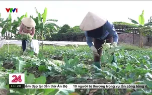 Vụ đông: "Mùa vàng" của nhiều nông dân