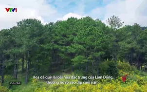 Hoa dã quỳ Đà Lạt