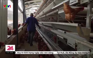 Jamaica: Nguy cơ thiếu hụt thực phẩm nghiêm trong do bão Melissa