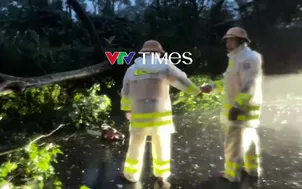 Cây đổ chắn ngang đường tránh Buôn Hồ (Đắk Lắk)