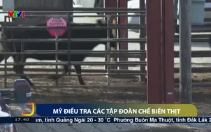 Mỹ điều tra các tập đoàn chế biến thịt