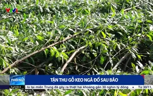 Tận thu gỗ keo ngã đổ sau bão