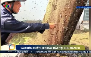Sâu róm xuất hiện dày đặc tại khu dân cư