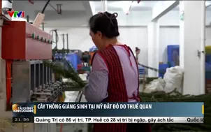 Cây thông Giáng Sinh tại Mỹ đắt đỏ do thuế quan