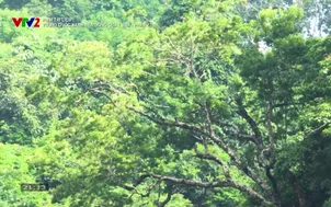 Phim tài liệu: Vương quốc xanh bên dòng Quây Sơn - Phần 2