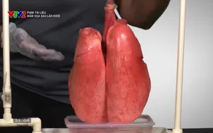 Phim tài liệu: Mầm họa sau làn khói		