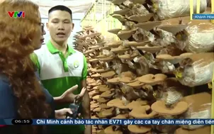 Ngày mới cùng công việc trồng nấm linh chi ở Khánh Hòa