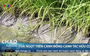 Trái ngọt trên cánh đồng canh tác hữu cơ