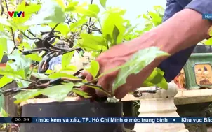 Ngày mới trên cánh đồng hoa sau mưa lũ