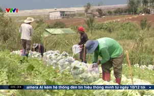 Khôi phục vùng sản xuất rau sau mưa lũ