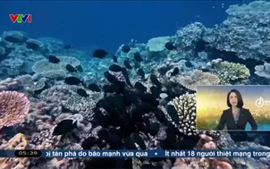 Phát hiện hàng trăm loài mới dưới đáy biển