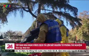 Tây Ban Nha nghi virus dịch tả lợn bắt nguồn từ phòng thí nghiệm