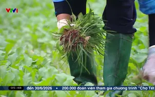 Nâng giá trị từ liên kết sản xuất rau hữu cơ