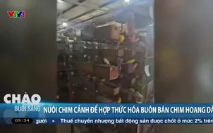 Nuôi chim cảnh để hợp thức hóa buôn bán chim hoang dã
