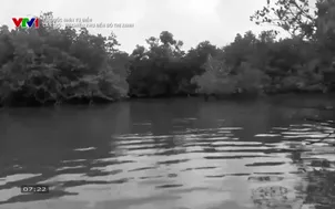 Tổ quốc nhìn từ biển: Cần Giờ - Từ chiến khu đến đô thị xanh