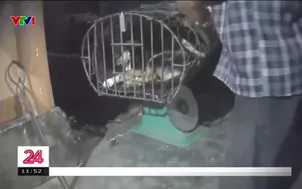 Nhức nhối nạn mua bán và vận chuyển chó mèo trái phép