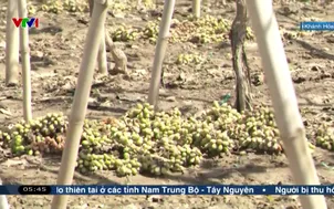 Sụt giảm nguồn cung trái cây đặc sản sau mưa lũ