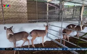 Tái sinh kế bền vững cho người dân vùng biên