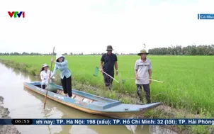 Ngày mới cùng bà con trồng lúa phát thải thấp