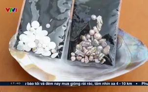 Nghề nuôi trai lấy ngọc tại Nhật Bản