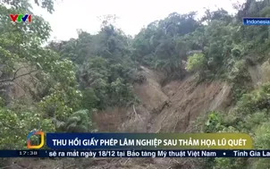 Thu hồi giấy phép lâm nghiệp sau thảm họa lũ quét