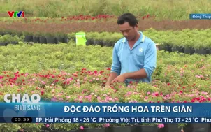 Độc đáo trồng hoa trên giàn