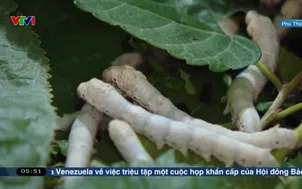 Hiệu quả nhờ vay vốn quỹ hỗ trợ nông dân