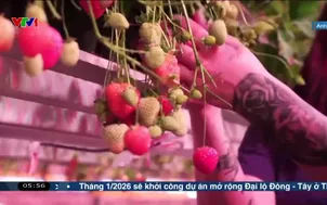 Trồng dâu tây giữa mùa đông