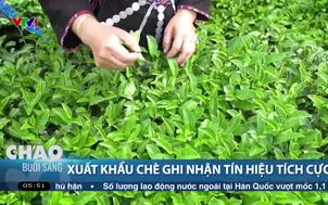 Xuất khẩu chè ghi nhận tín hiệu tích cực