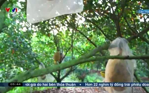 Buổi sáng chăm sóc cây mít ruột đỏ