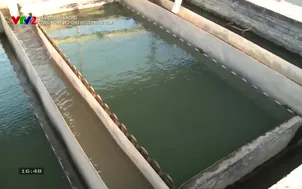 Bạn của nhà nông: Công nghệ mới cho người nuôi tôm