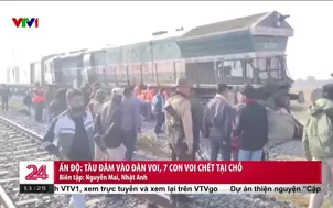 Ấn Độ: Tàu đâm vào đàn voi, 7 con voi chết tại chỗ