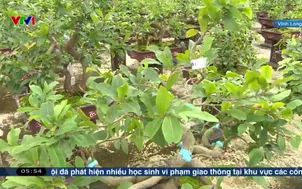 Mở rộng thị trường tiêu thụ hoa mai vàng