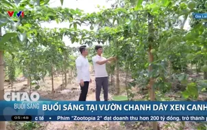 Buổi sáng tại vườn chanh dây xen canh