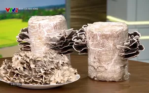 Bạn của nhà nông - 20/12/2025