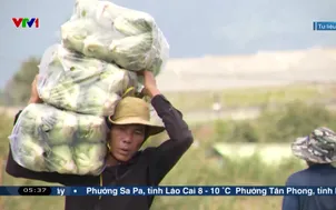 Nguồn cung rau củ ổn định sau mưa lũ