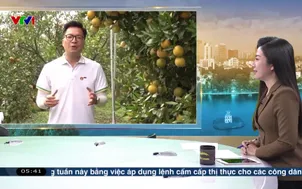 Buổi sáng ở vùng cam Hưng Yên