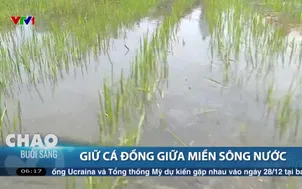 Giữ cá đồng giữa miền sông nước