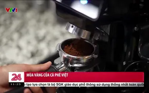 Mùa vàng của cà phê Việt