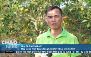 Nông dân trồng cam được mùa, được giá