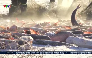 Đánh bắt cá trên băng