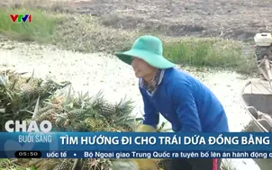 Tìm hướng đi cho trái dứa đồng bằng