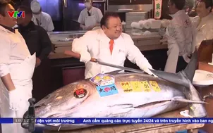 Cá ngừ triệu đô