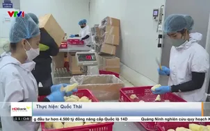 Giá sầu riêng ri 6 giảm mạnh giữa mùa trái vụ