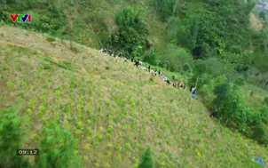 Ước mơ triệu cây xanh