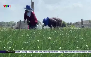 Ấn tượng mùa hành trổ bông trong gió bấc