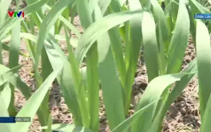 Ngày mới vùng trồng rau ven sông Ba