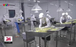 Hành trình của chiếc lá