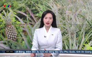 Hướng đi bền vững cho cây dứa