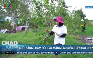 Buổi sáng chăm sóc cây mãng cầu xiêm trên đất phèn 